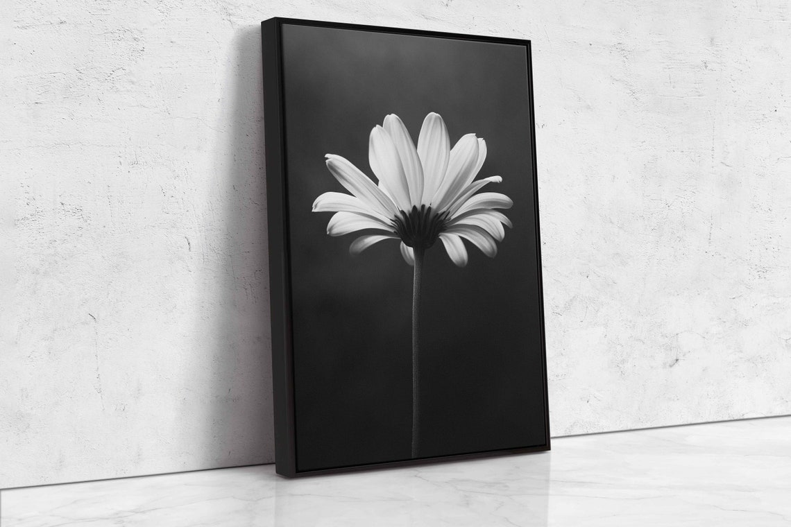 Backlit Daisy Bloom Black And White Monochrome Flower Wall Art Print - Image 4