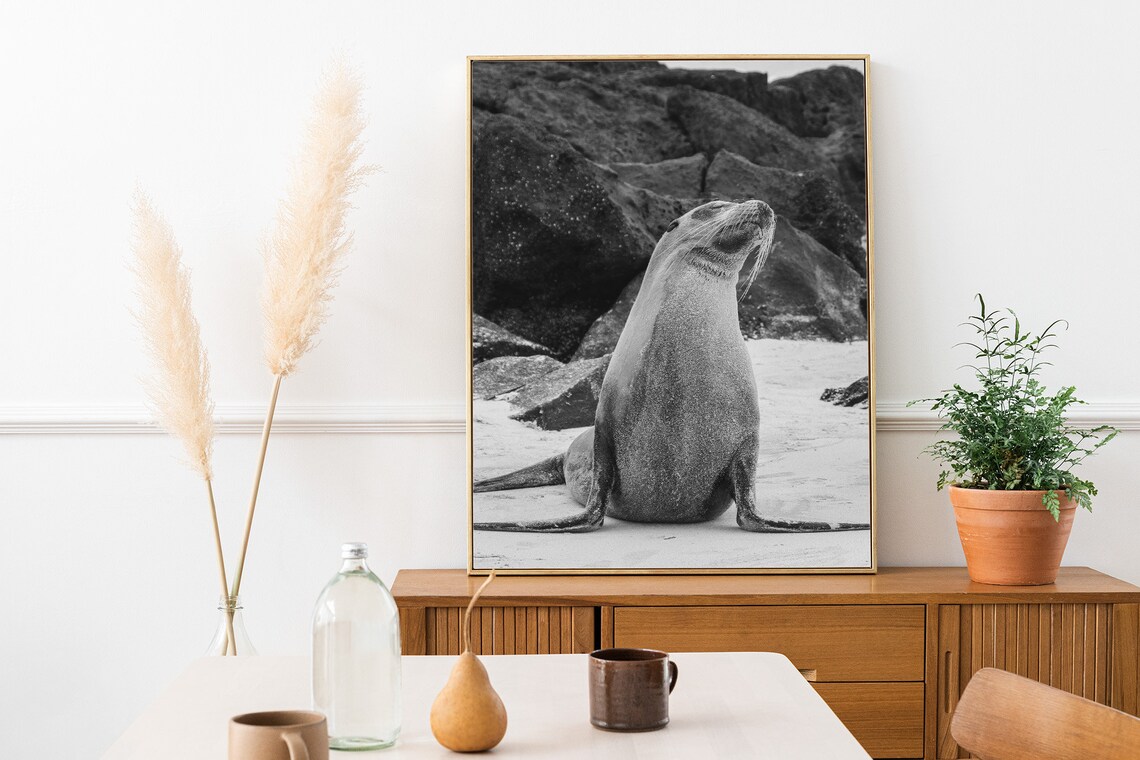 Sea Lion Sitting Upright on a Rocky Beach Shore Black White Animal Photo Poster - Image 3