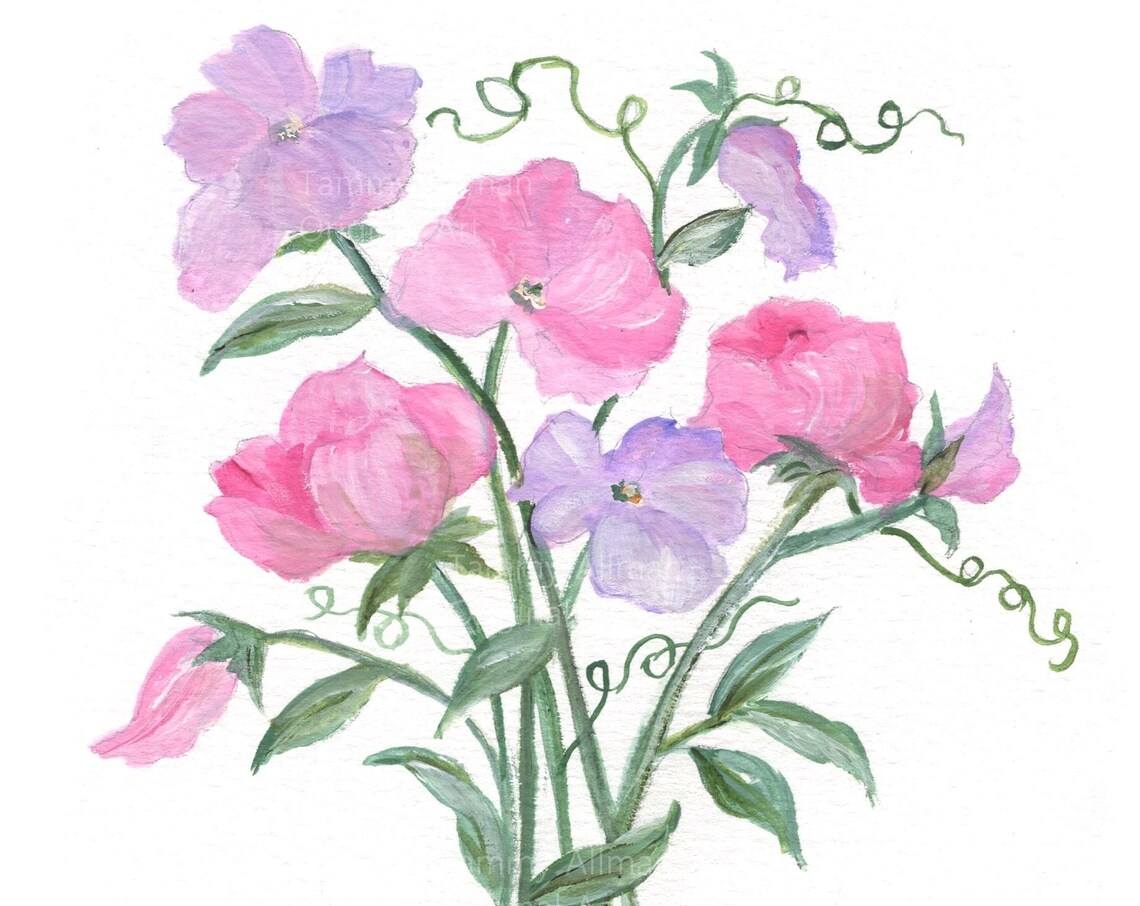 Sweet Pea Watercolor Wall Art Print, Botanical Decor