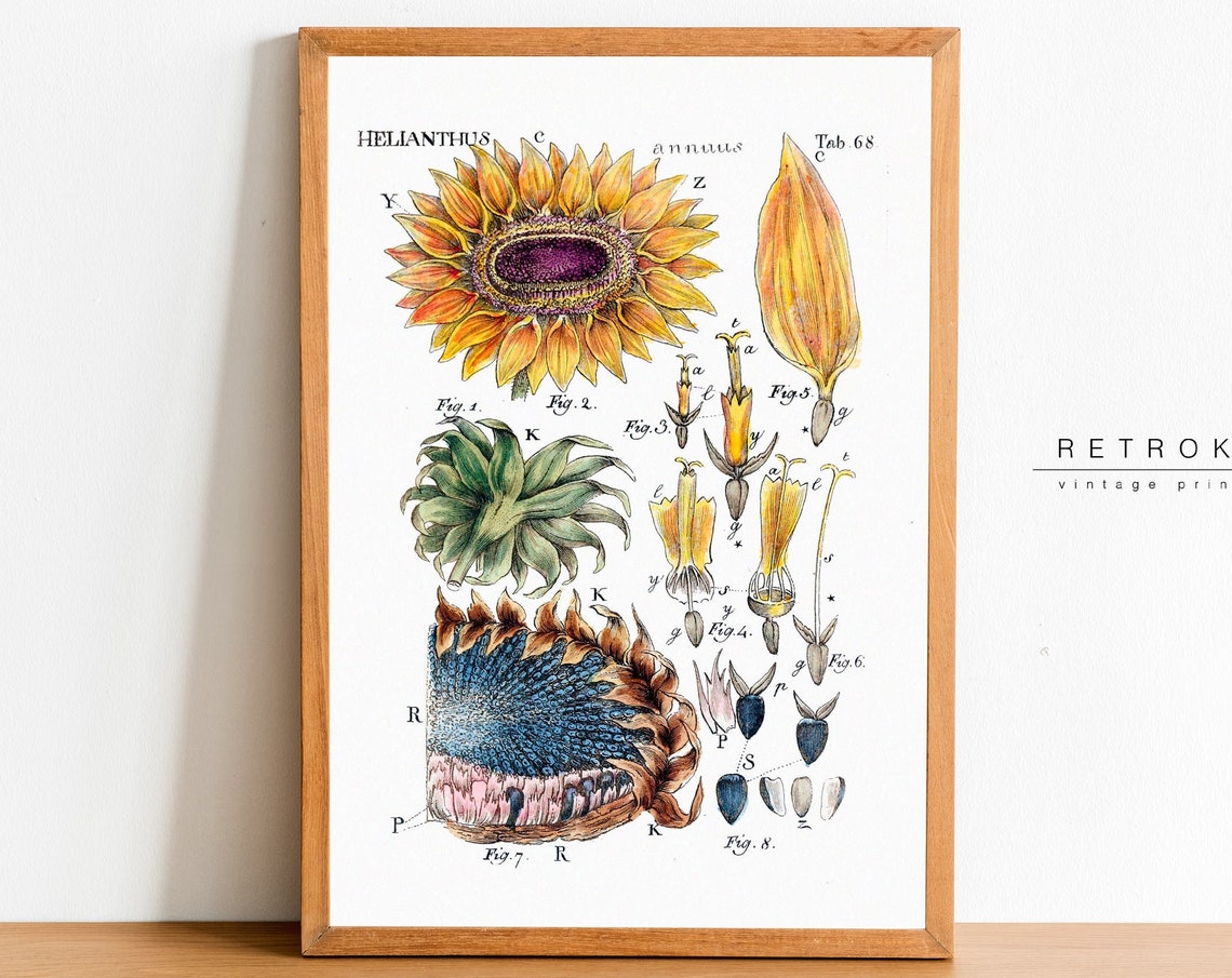 Helianthus Annuus Sunflower Antique Botanical Dissection Plate Poster
