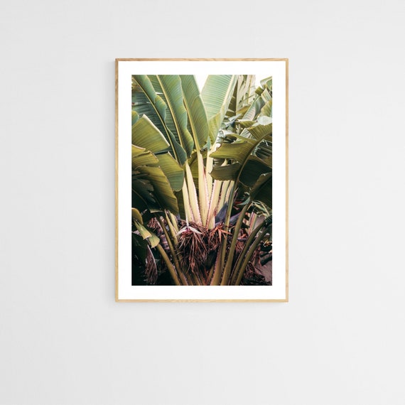Banana Leaf Tropical Botanical Photograph