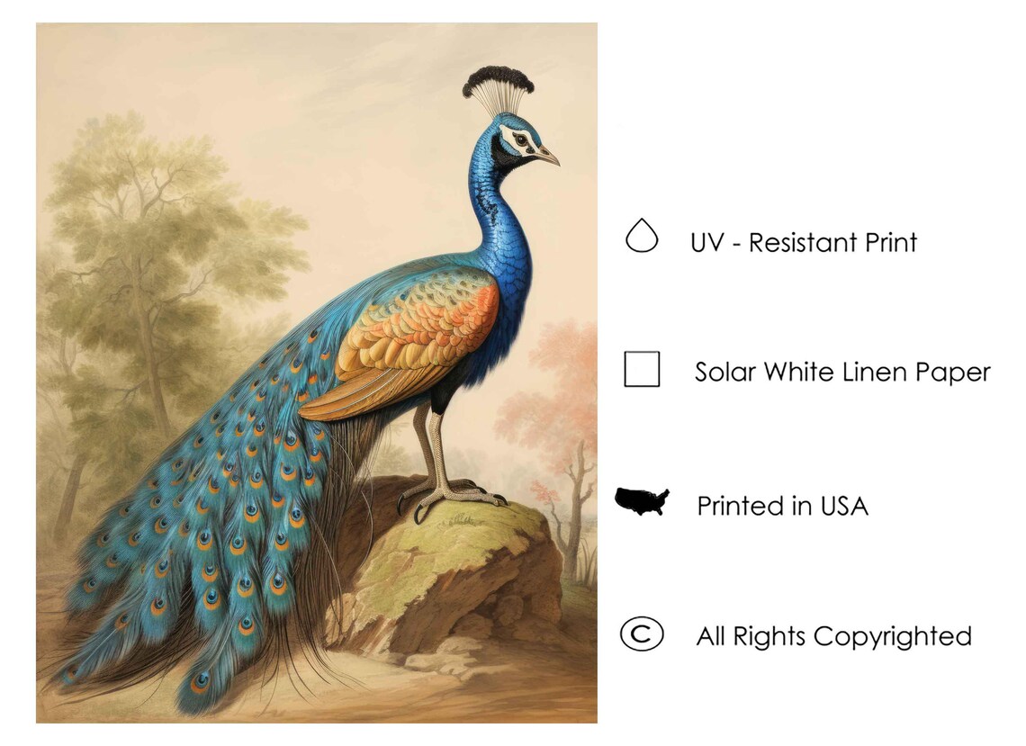 Indian Peafowl Standing in a Woodland Glade Vintage Bird Art Poster - Image 3