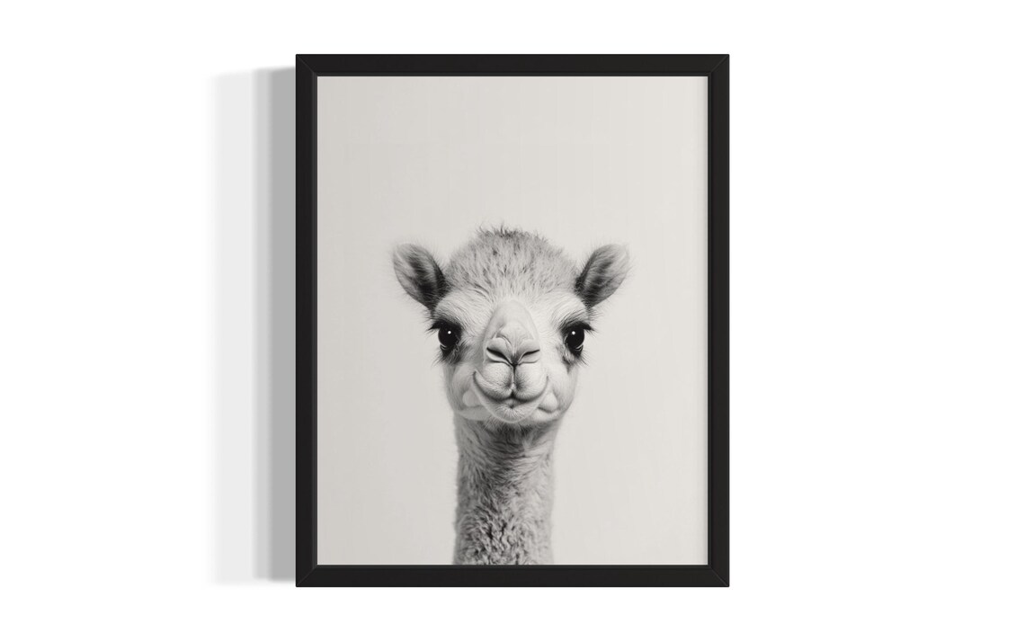 Adorable Baby Camel Black and White Nursery Animal Photo Poster