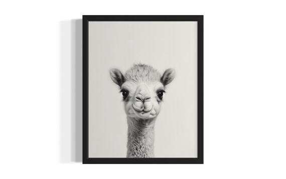 Adorable Baby Camel Black and White Nursery Animal Photo Poster