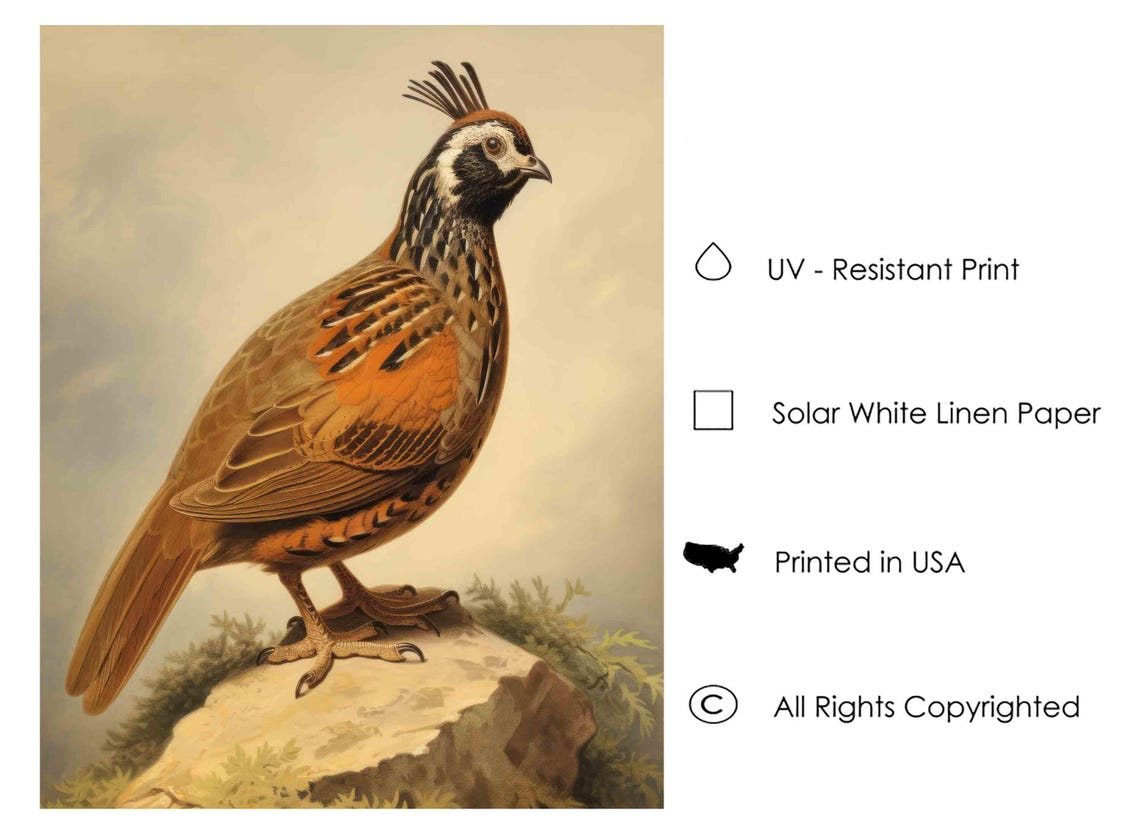 Mountain Quail on a Rocky Ledge Vintage Bird Illustration Poster - Image 3