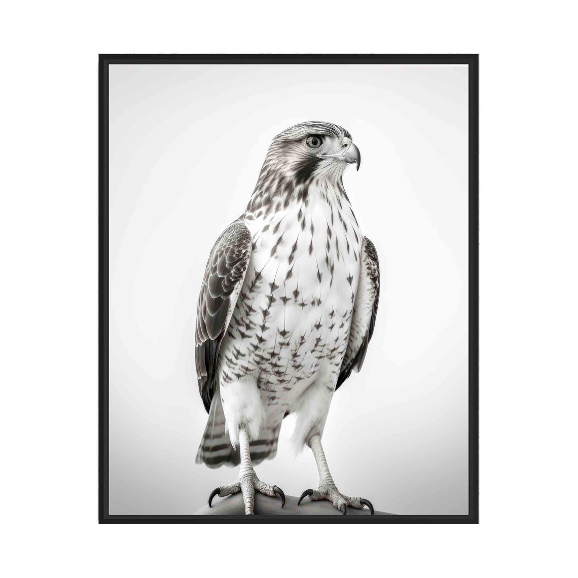 Hawk Black and White Perched Bird of Prey Portrait Wildlife Poster