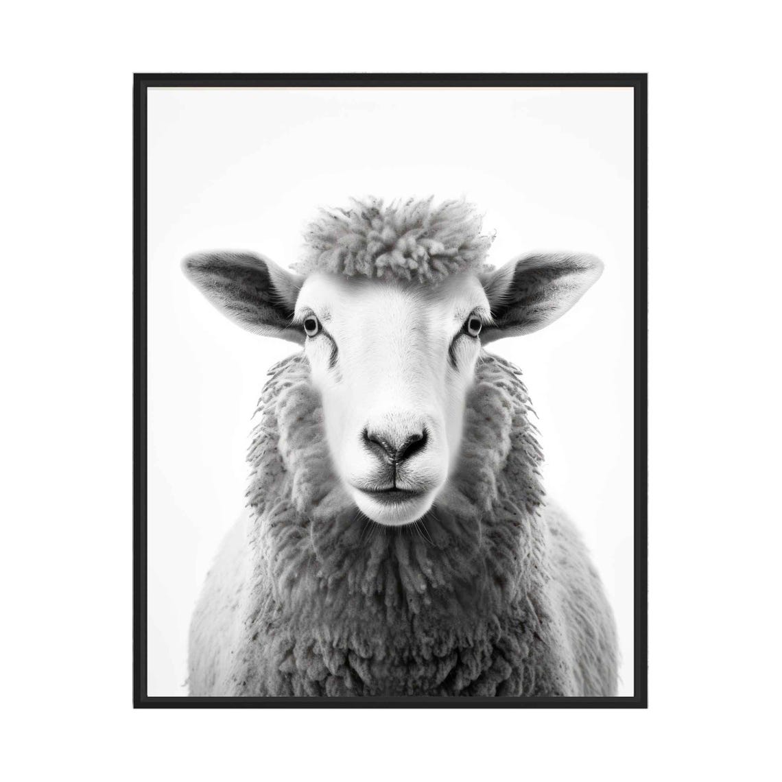 Sheep Black and White Woolly Farm Animal Front Portrait Poster