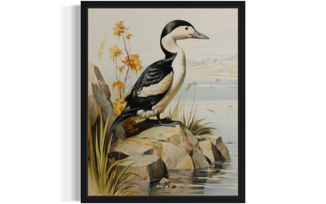 Common Eider Drake Standing on Seaside Rocks Vintage Sea Duck Poster