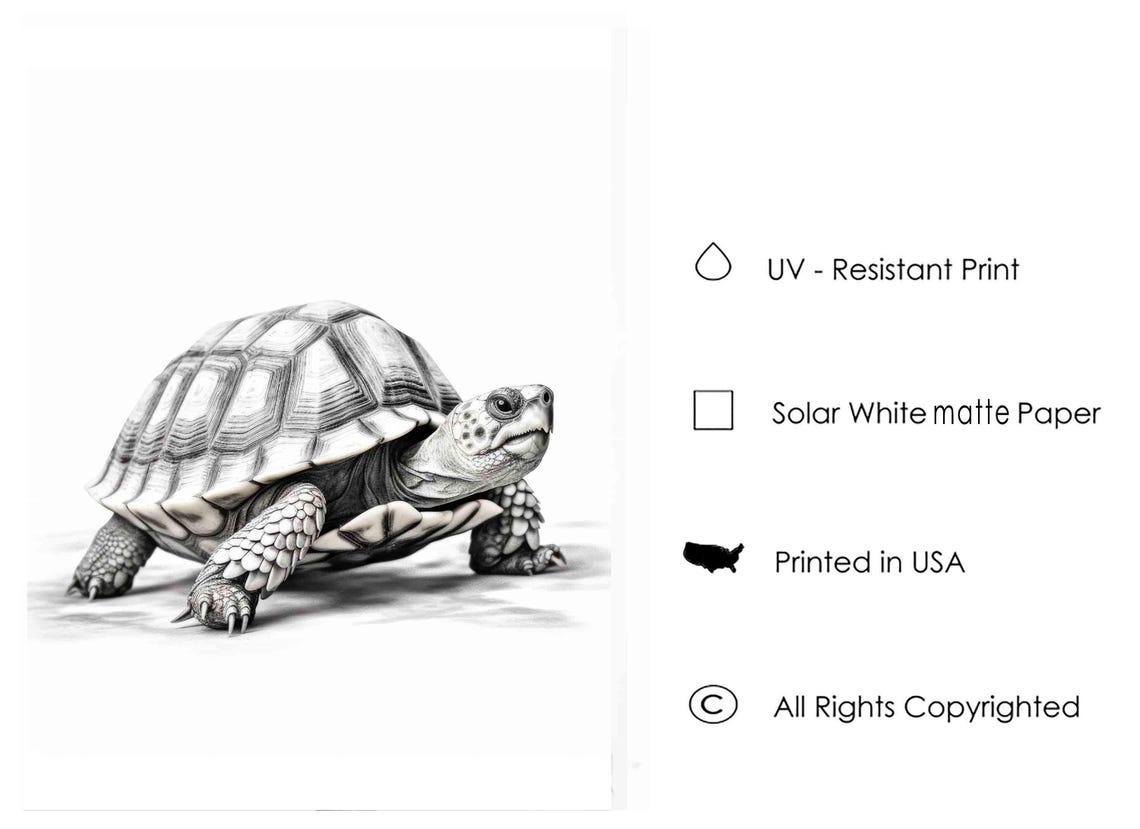 Tortoise Black and White Detailed Reptile Studio Portrait Poster - Image 3