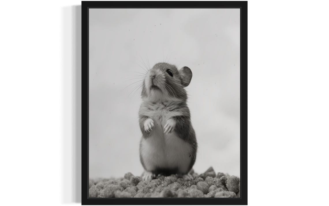 Cute Hamster Standing Upright on Pebbles Black White Photo Poster