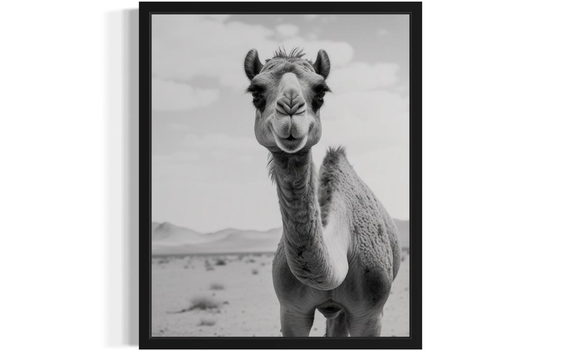 Curious Camel Portrait In Desert Black And White Photo Poster