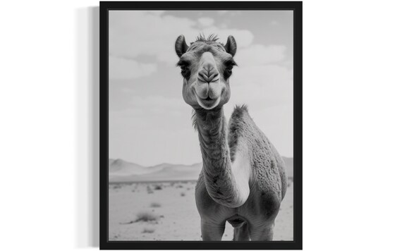 Curious Camel Portrait In Desert Black And White Photo Poster