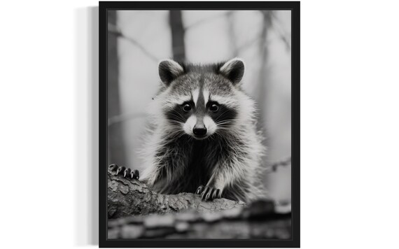 Raccoon Climbing a Branch Black and White Wildlife Fine Art Decor Poster