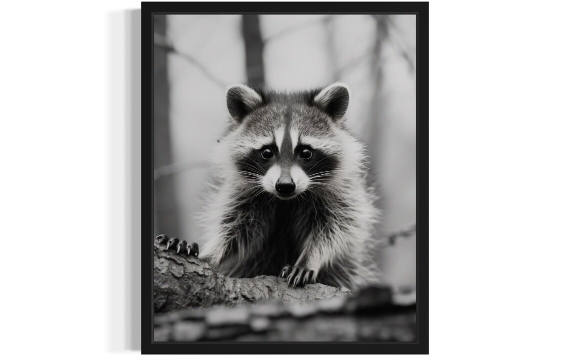 Raccoon Climbing a Branch Black and White Wildlife Fine Art Decor Poster