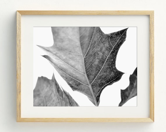 Black and White Leaves Photography Art Print