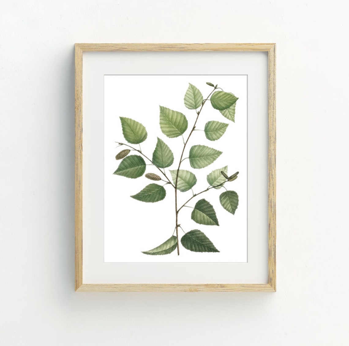 Vintage Botanical Birch Branch Green Leaves Illustration Wall Art