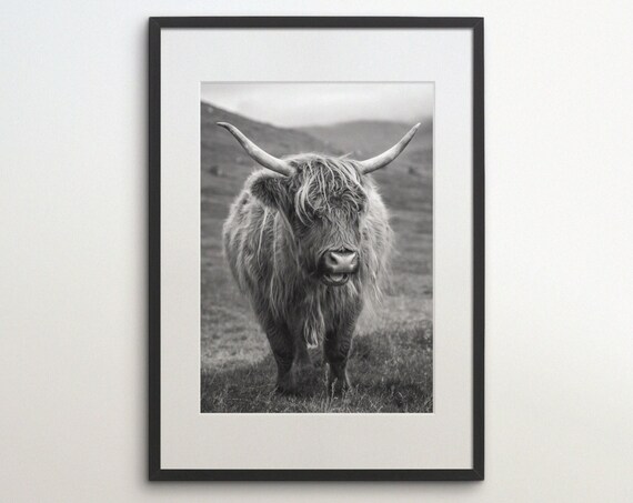 Faroe Islands Highland Cattle Instant Black White Photography Wall Art Travel Poster Faroe Art Print Scandinavia