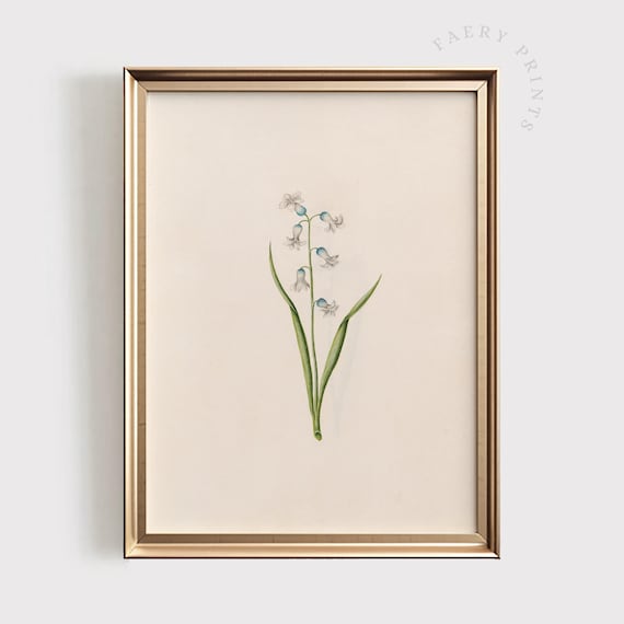 Lily Of The Valley Antique Botanical Poster