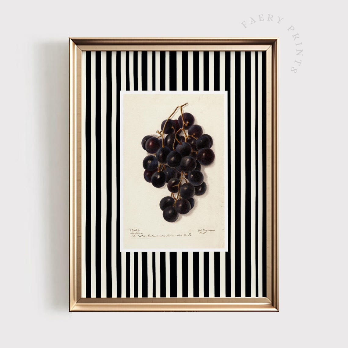 Black Grape Cluster Vintage Botanical Black Stripe Kitchen Wall Poster