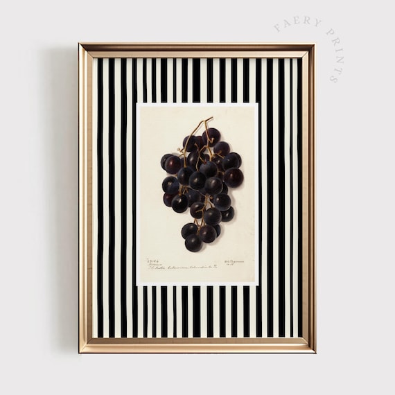 Black Grape Cluster Vintage Botanical Black Stripe Kitchen Wall Poster