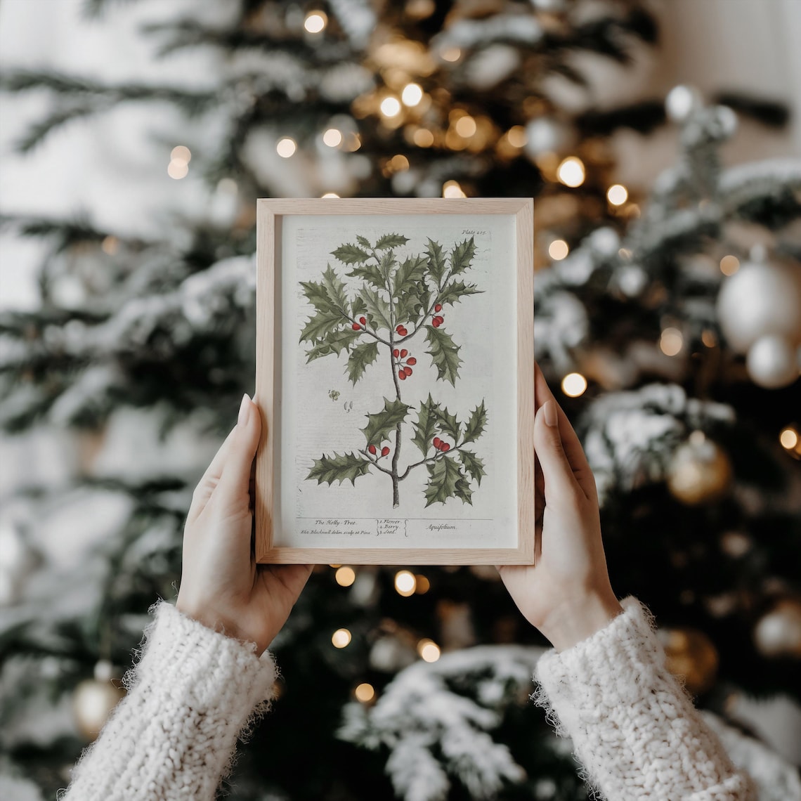Holly Tree Illustration, Vintage Botanical Art Print - Image 3
