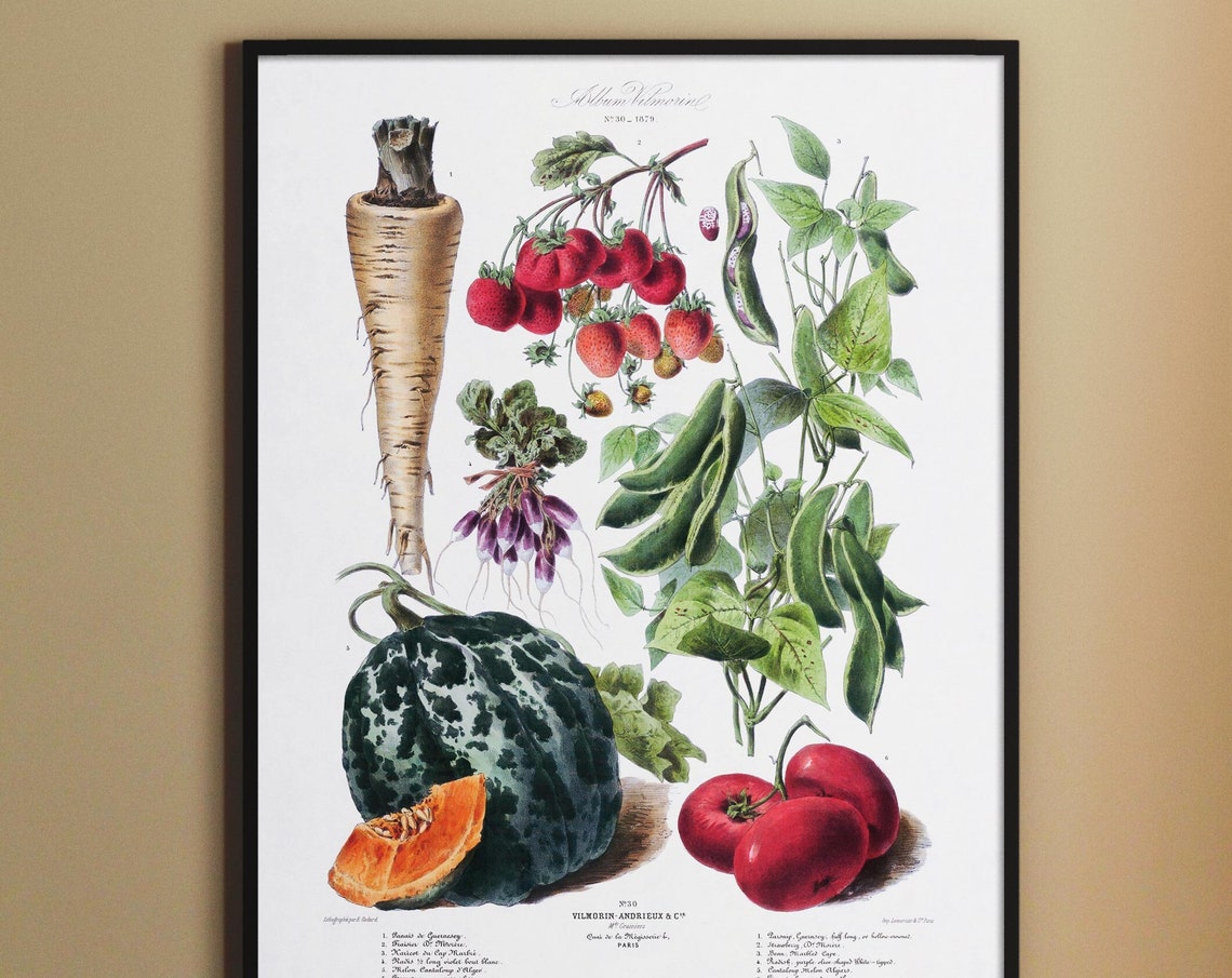Vegetables Vintage Botanical Illustration Vilmorin Paris Garden Poster - Image 2