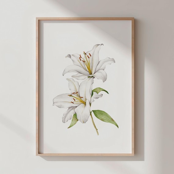 White Lily Watercolor Art Print Botanical Poster