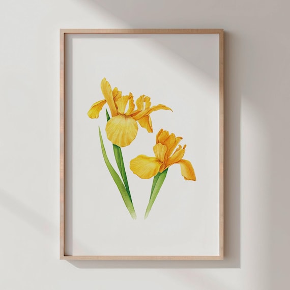 Yellow Iris Watercolor Print Botanical Wall Art