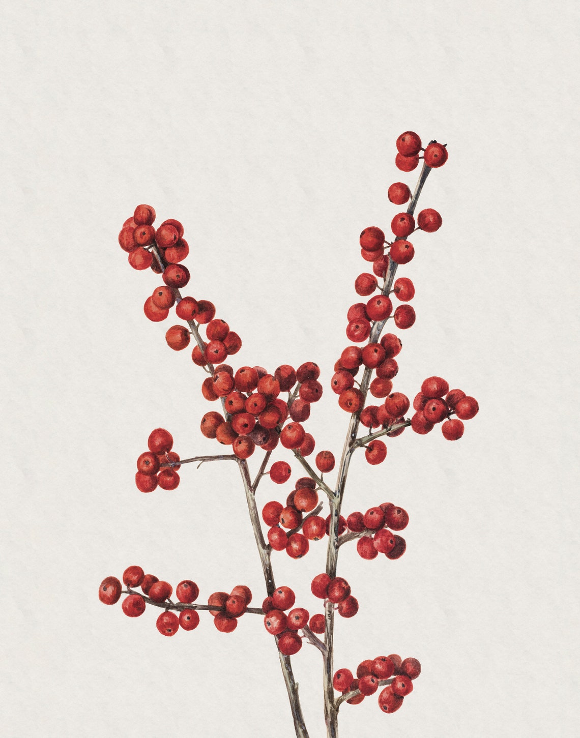 Vintage Winterberry Wall Art Country Holiday Art Print Vintage Winter Botanical Painting Rustic Christmas Print Antique Holiday Wall Art - Image 2