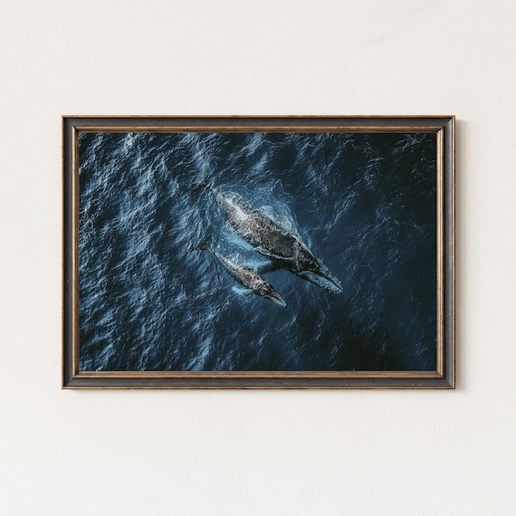 Aerial Whale Mother And Calf Deep Blue Ocean Photography Poster