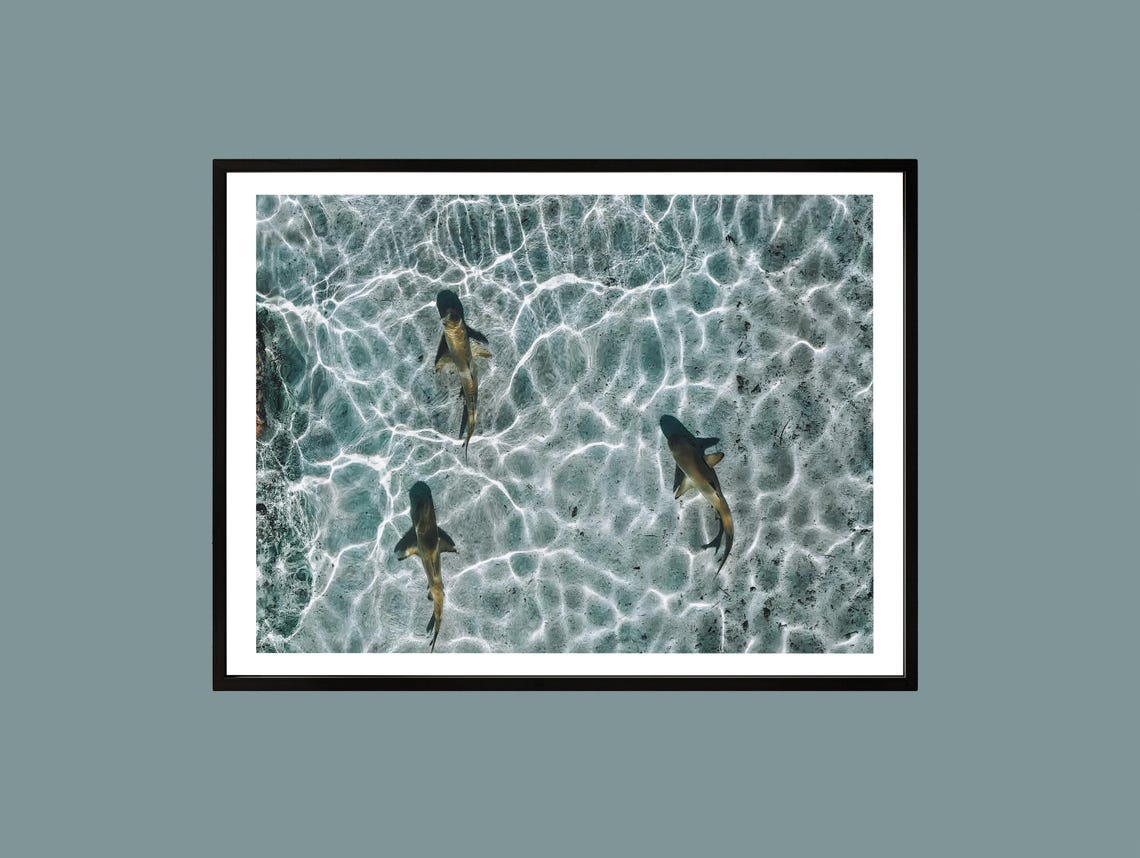 Three Sharks Crystal Clear Turquoise Ocean Aerial Photography Poster