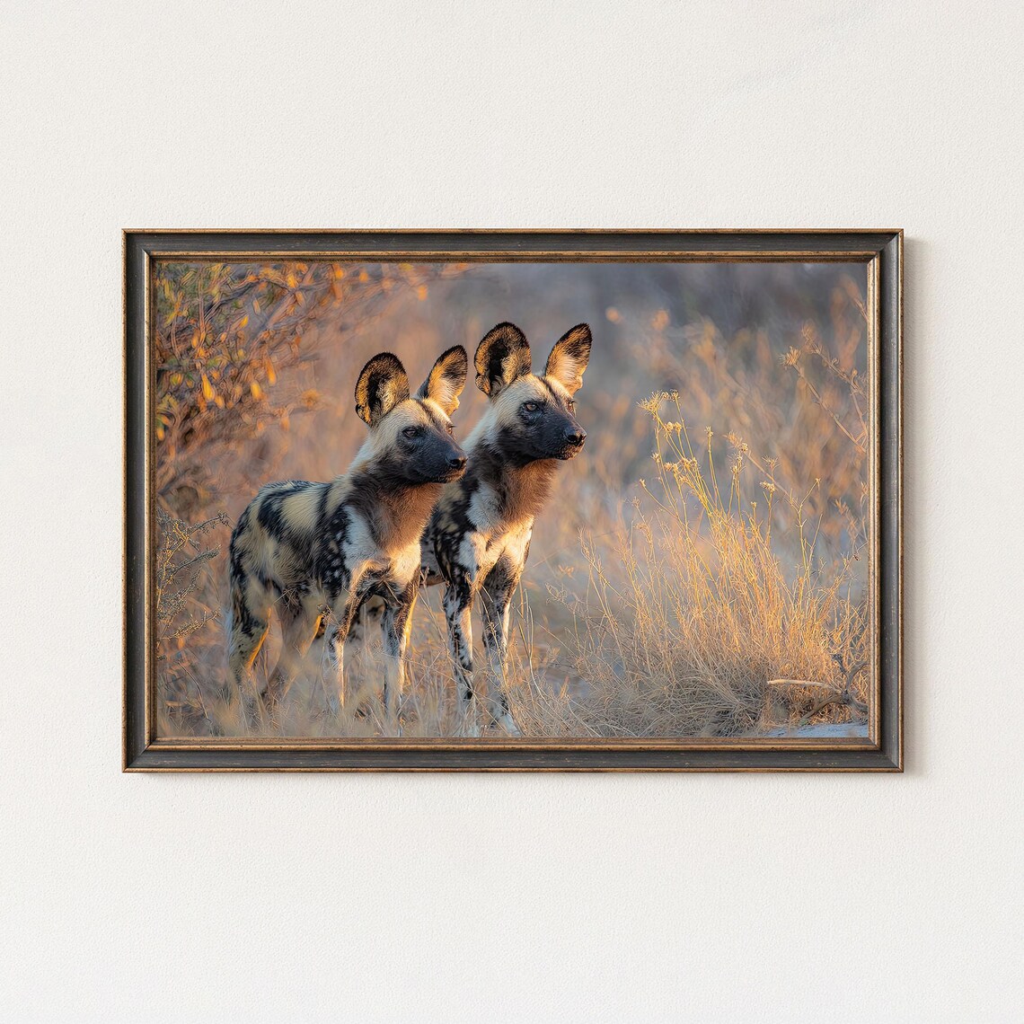 African Wild Dogs Pair Golden Savannah Wildlife Photo Poster