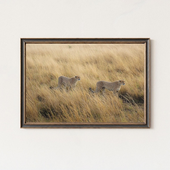 Cheetahs Walking Golden Grassland Savanna Wildlife Photography Poster