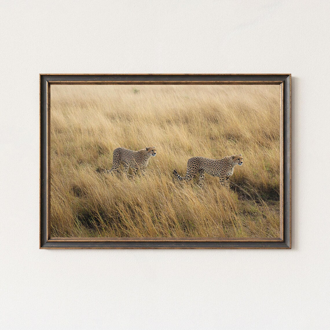 Cheetahs Walking Golden Grassland Savanna Wildlife Photography Poster