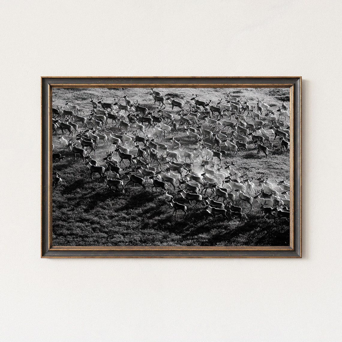 Dramatic Arctic Reindeer Herd Stampede Wildlife Photo Poster