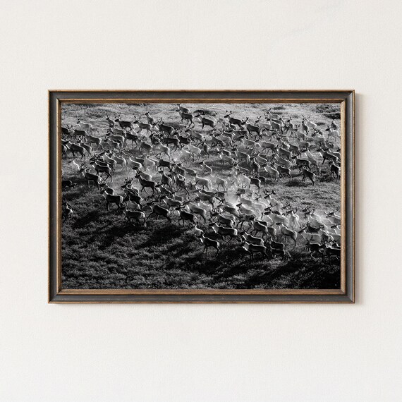 Dramatic Arctic Reindeer Herd Stampede Wildlife Photo Poster
