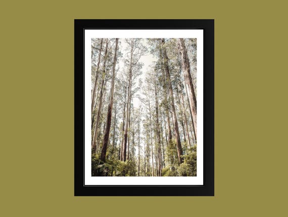 Tranquil Forest Print Tall Trees Calming Nature Photography