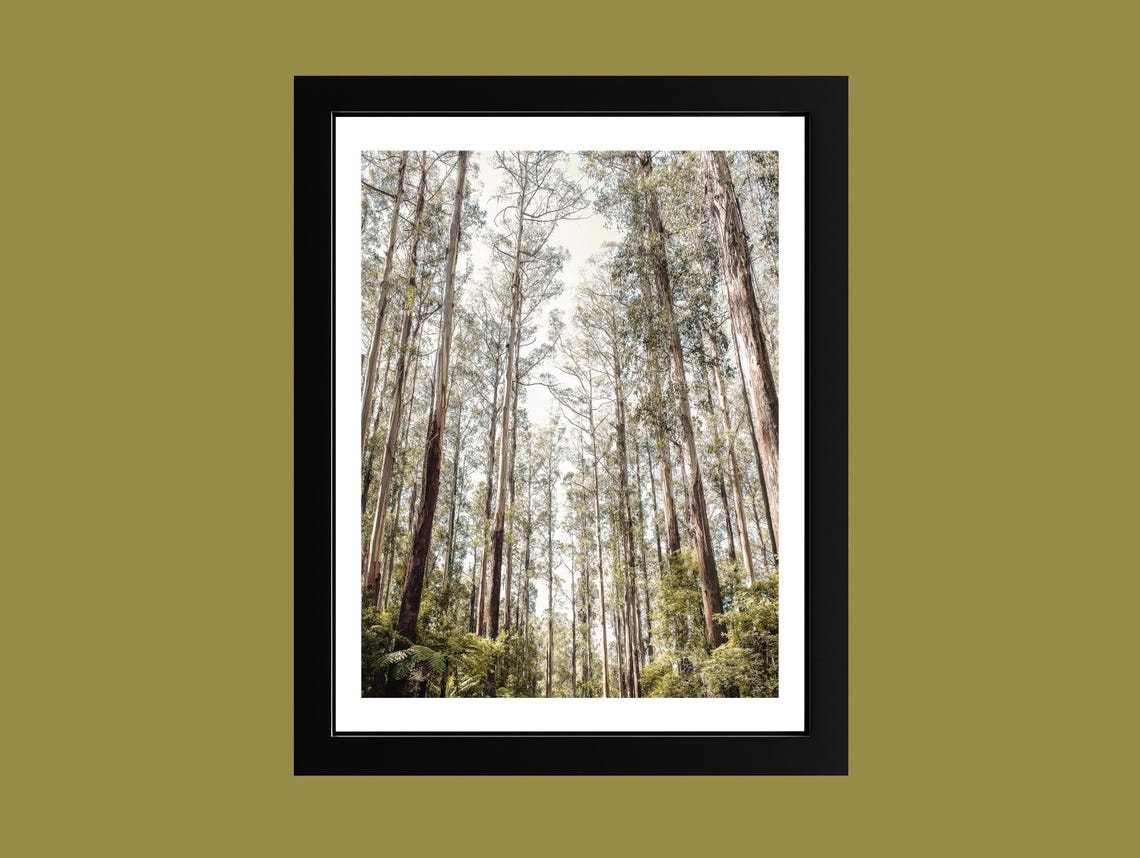 Towering Forest Trees Poster Looking Up Tranquil Woodland Nature Photo