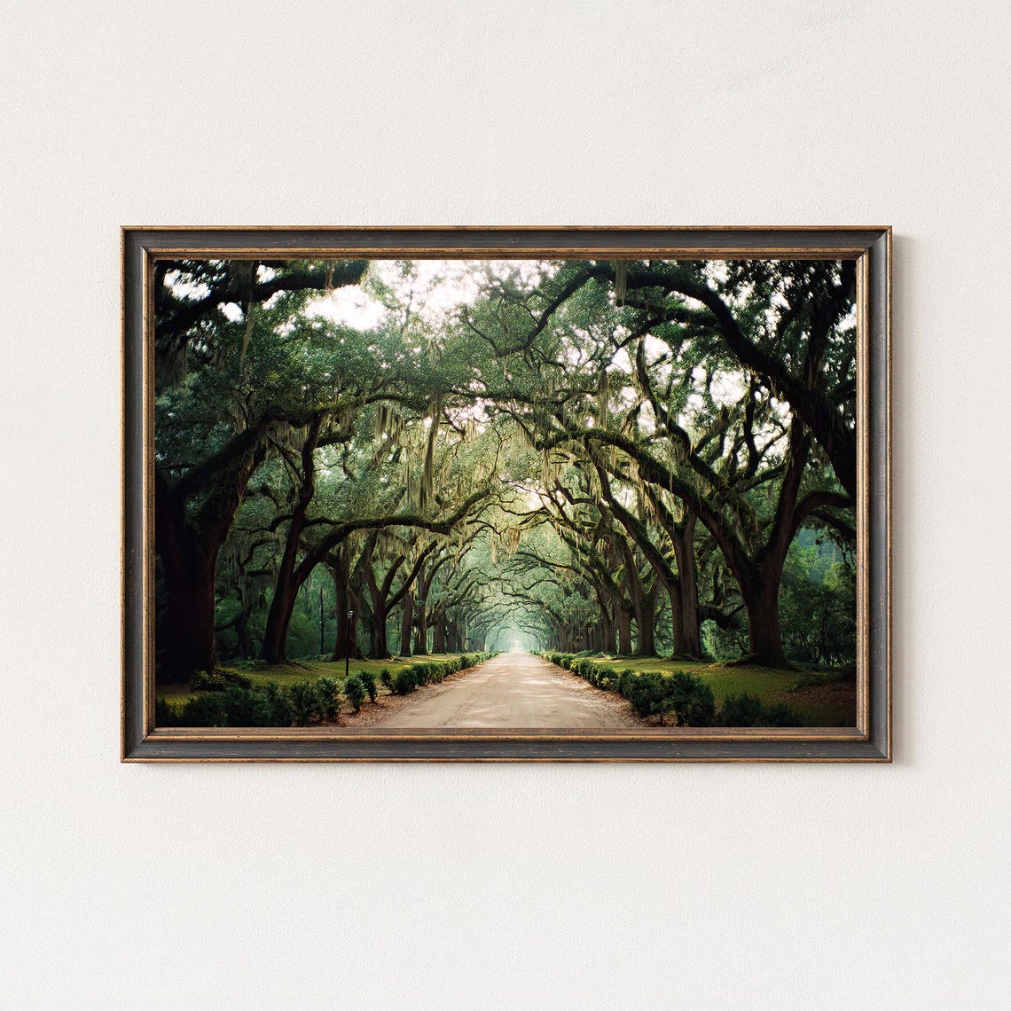Moss Draped Live Oak Tunnel Southern Road Photography Landscape Poster