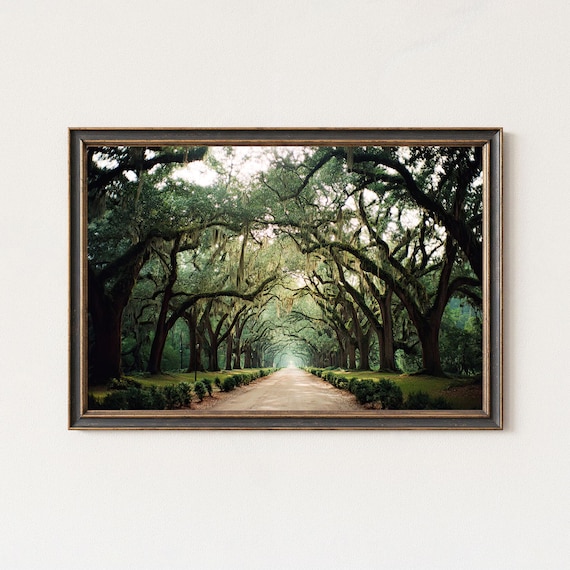 Moss Draped Live Oak Tunnel Southern Road Photography Landscape Poster