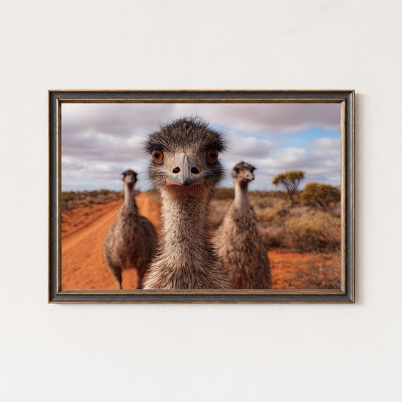 Emu Outback Photography Print Funny Australian Wildlife Wall Art
