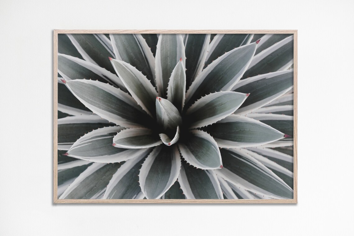 Agave Succulent Plant Overhead Botanical Nature Photography Art Print
