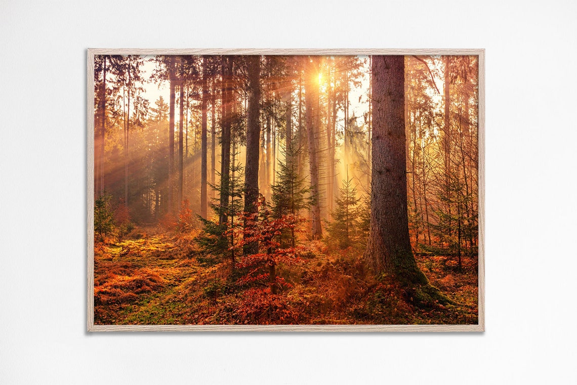 Autumn Woods Forest Sunlight Art Print
