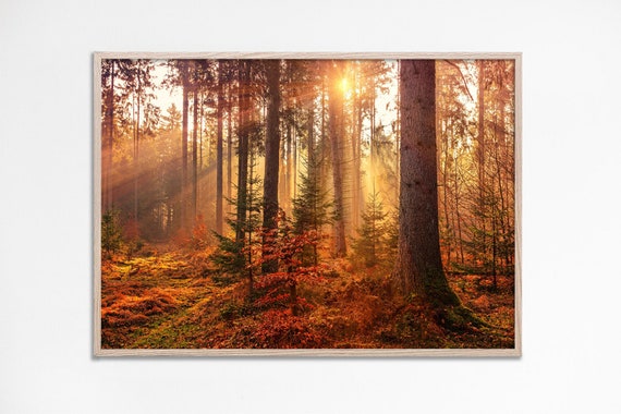 Autumn Woods Forest Sunlight Art Print