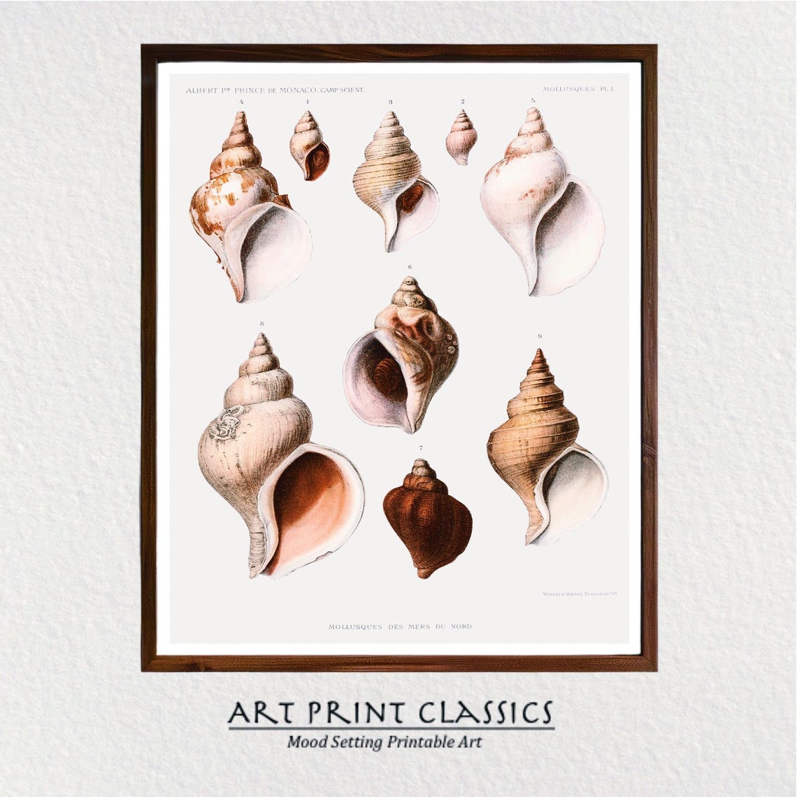 Vintage Spiral Seashell Mollusk Plate Scientific Illustration Poster