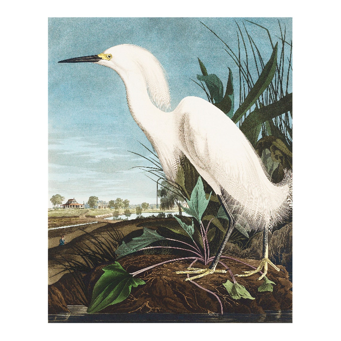 Vintage Snowy Egret White Heron Coastal Bird Natural History Poster - Image 4