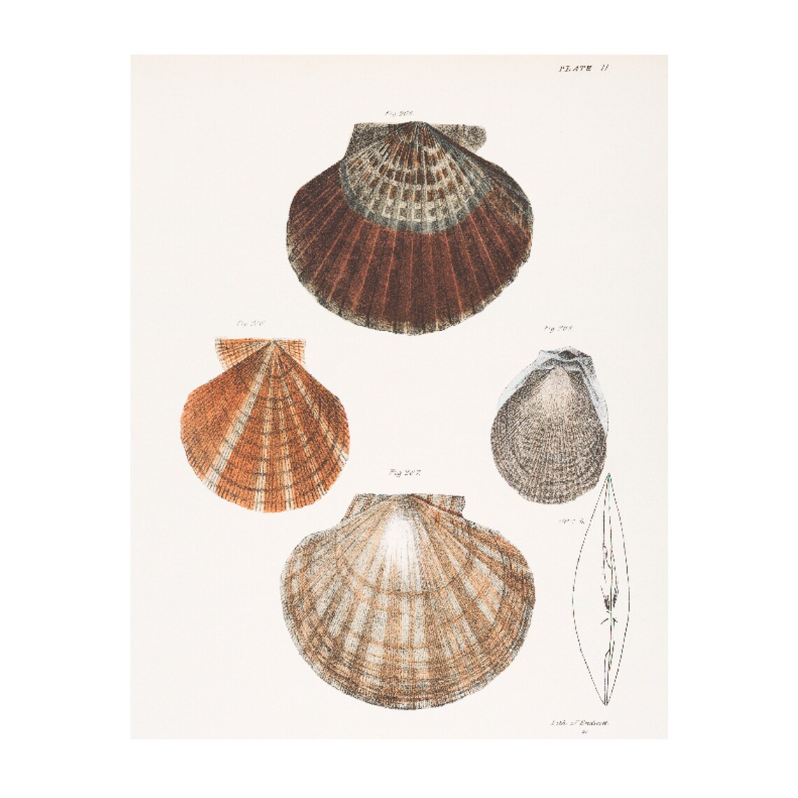 Seashells Vintage Shells Illustration, Coastal Decor - Image 4