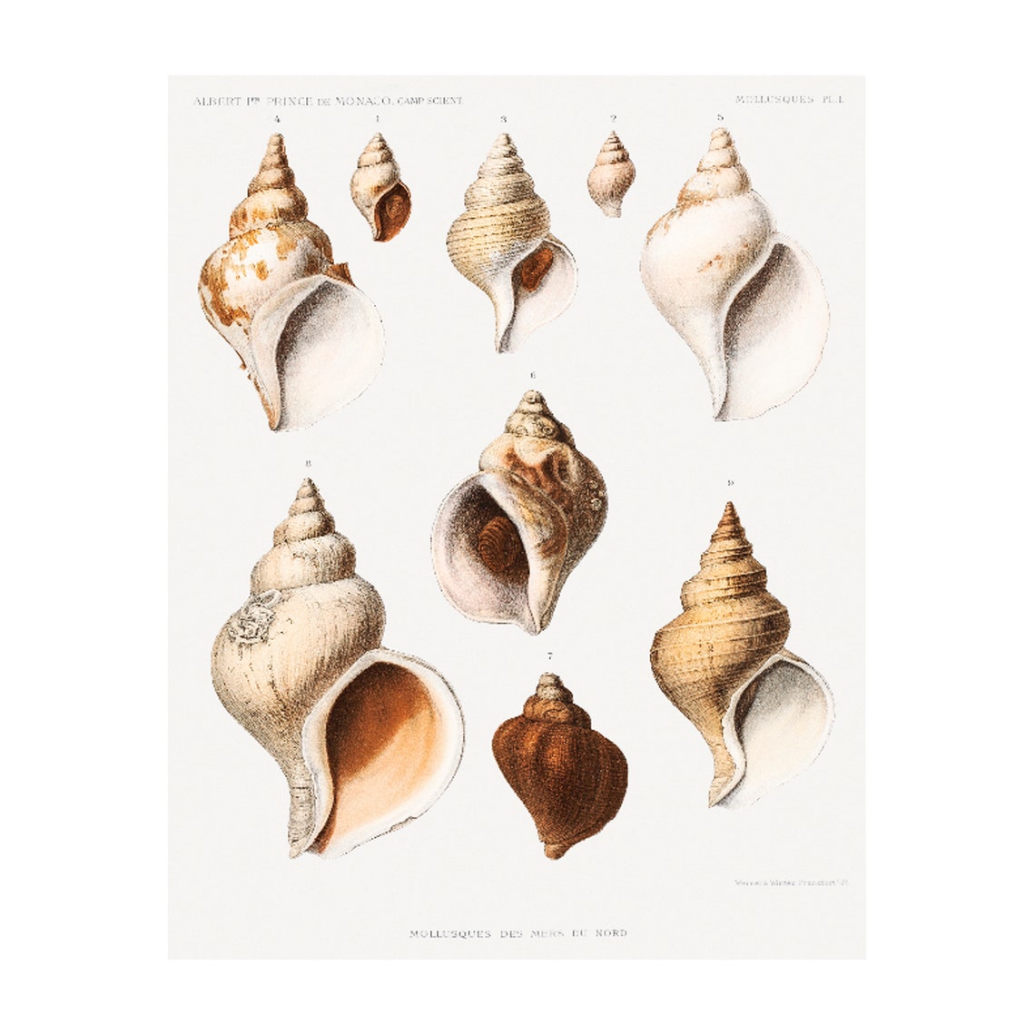 Vintage Spiral Seashell Mollusk Plate Scientific Illustration Poster - Image 4