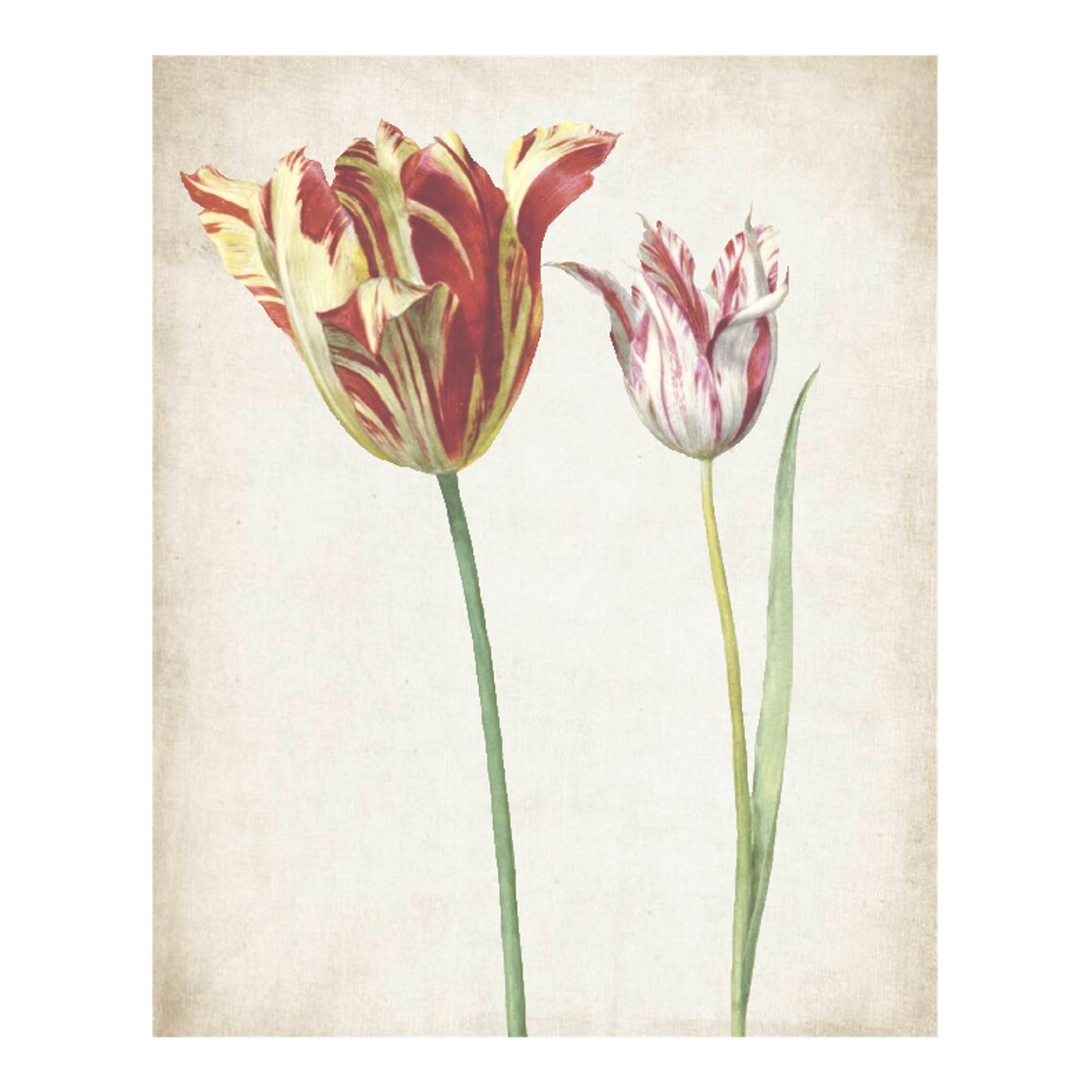Vintage Red Yellow Striped Tulips Botanical Illustration Art Poster - Image 4