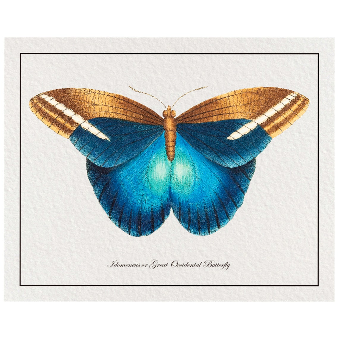 Vintage Blue Butterfly Art Print From 18th Century Natural History Publication - Image 4